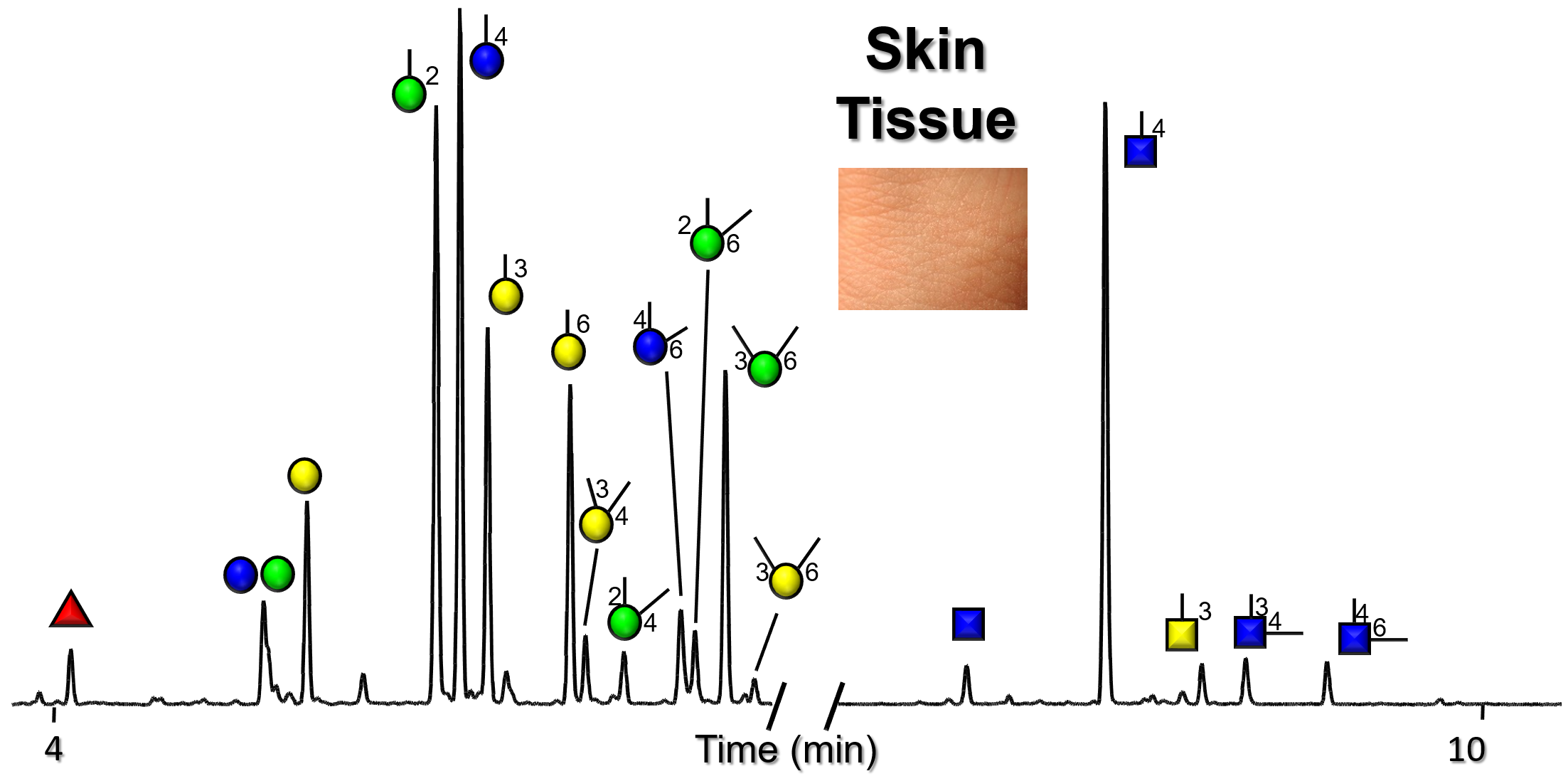 Glycan Node Analysis Skin Tissue